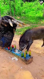 11M views · 14K reactions | #75harddaychallenge #facebookreels #fanschallenge #fypシ゚ #pi… Xem thêm | Productos | Facebook