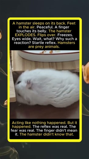 Hamster Sleeps, Finger Touches Belly — Explodes. Startle Reflex. Fear Was Real.