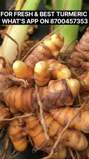 Fresh Turmeric | Best Quality Turmeric | Wholesale Raw Turmeric