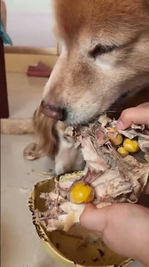 I haven’t eaten steak for a long time cute pet debut plan Labrador Oh my god it’s so fragrant