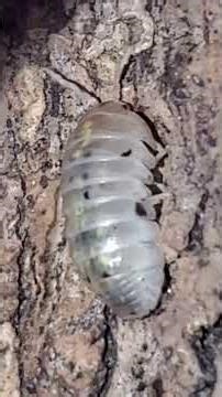 Japanese magic potions! Armadillidium vulgare morph! #isopod #isopods