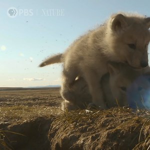 310K views · 15 reactions | Spy pup meets a family of Arctic wolves and plays with the cubs. Nature | PBS | WEDU PBS | Facebook