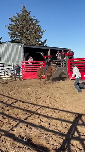 The Iowa Central Community College Rodeo Tritons got to come to the ranch and try out the #macksteel bucking chutes for the first time. They had a great first practice. The men's roughstock team is looking good. Looking forward to doing it again next week. #macksteelfarmandranch #IowaCentral #barnesprcarodeo | Barnes PRCA Rodeo