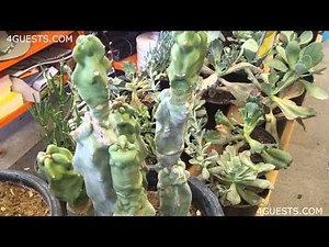 CACTUS PLANTS, GARDEN CENTER AT HOME DEPOT
