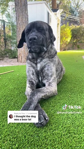 Rollo the English Mastiff/Great Dane Mix Chewing Pebbles and Snuggling