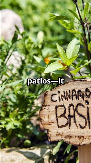 DIY Cinnamon Ant Barrier Keep Ants Away Naturally