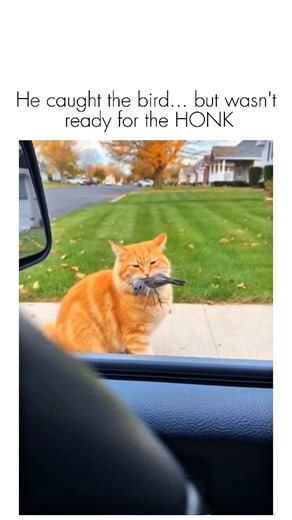 CatTalesDaily on Instagram: "He caught the bird... but wasn't ready for the HONK . . . . . #cats #cat #catsofinstagram #kittens #kittenlove #catlover #catlife #catstagram #catoftheday #catmom #catdad #petsofinstagram #instacat #cutecats #catsoftheworld #kitty #happycat #catcommunity #kittensofinstagram #catobsessed"
