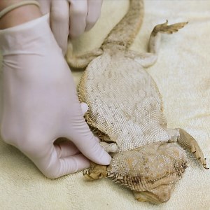 Anesthetic Depth in Exotic Animals: Monitoring the Degree of Central Nervous System Depression - LafeberVet