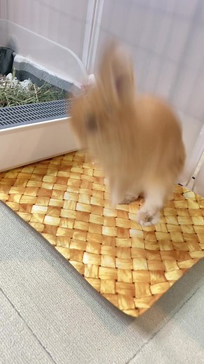 Bunny Jumping High | Cute Rabbit Hopping Compilation