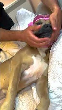 Guy Sleeps In Bed Full Of Rescue Animals | The Dodo