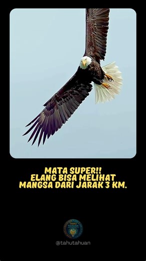 Elang Punya Mata Super!! 👀