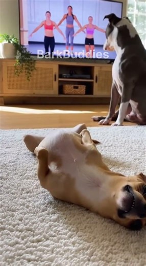 Dog Mimics Sports Moves From TV 😂 #dog #funnyanimals #pets #funnydogs #shortsfeed #viralshort