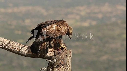 Adult male Golden eagle in his favorite perch within his breeding territory with the first light of a spring day eating a prey