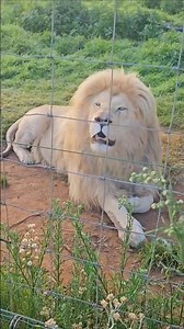 Powerful Lion Roar Near the Fence | Understanding Lion Communication | #wildlife #lion #animals