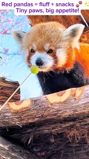 Cute Red Panda Compilation | Adorable Red Pandas Eating & Playing #animals #heartwarming #redpanda
