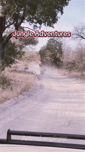 Animal Explorer on Instagram: "Jungle Adventures #safari #animals #predators"