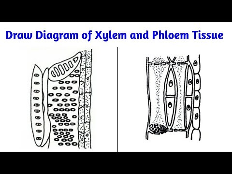 how to draw diagram of xylem and phloem tissue step by step