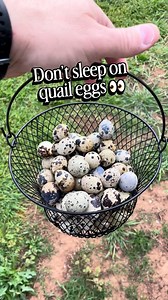 Everyone talks about chicken eggs… but Coturnix quail eggs quietly outperform them 👀 Smaller egg, bigger nutrition. Higher yolk-to-white ratio, packed with protein, vitamins, and minerals—without needing a backyard flock that annoys the neighbors. Here’s the controversial part ⬇️ You don’t need acres. You don’t need loud birds. And you definitely don’t need chickens to eat better. Coturnix quail eggs are a powerhouse for: ✔️ nutrient density ✔️ urban & HOA-friendly homesteads ✔️ families wantin