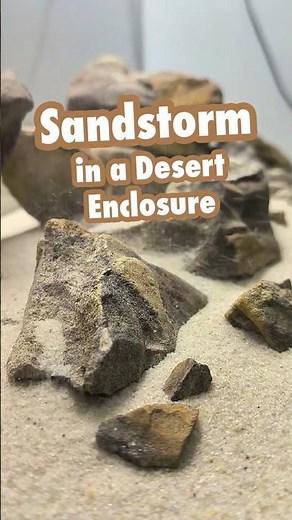 Watch This Desert Terrarium Come Alive!