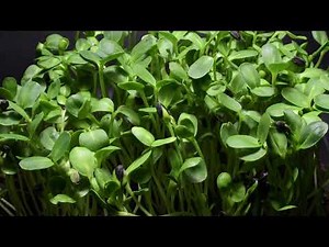 Timelapse of Sunflower Sprout Growth & Phototropism in action
