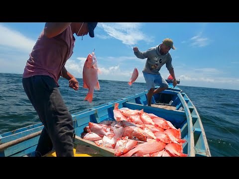 Di Serbu ikan kakap merah Mancing di laut