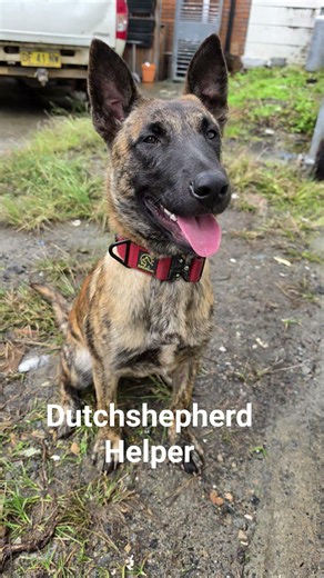 for every Dutch Shepherd you need 2 cappuccinos