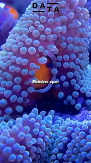 Los secretos de el Pez Payaso pez 🐟 #pezpayaso #CuriosidadesDelMar #AnimalesSorprendentes #DatoAsombroso #MundoAnimal #animalesmarinos #oceano | ᴅᴀᴛᴀ ᴄᴜʀɪᴏꜱᴀ
