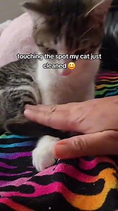 When you voice a cat,your cat……reaction 🤣🤣#foryou #cute #funnyvideo #funnycat #cat #usaus #catsoftiktok #funny | Cat lover's