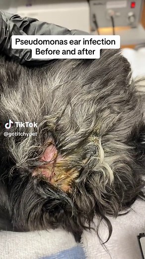 Pseudomonas ear infections can be a serious problem. This bacteria can quickly become resistant to antibiotics making treatment very difficult. #vet #petskindoctor #dogearinfections #pseudomonasaeruginosainfection #cockerspanielsoftiktok #earcleaning