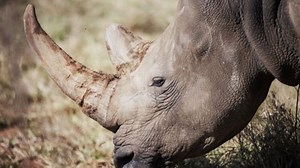 Le nombre de rhinocéros augmente en Afrique, une première depuis dix ans - RTBF Actus