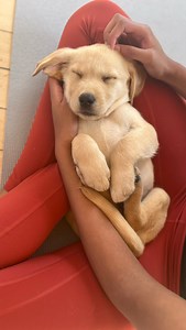 2.2K views · 1.8K reactions |  Rochester, the Labradors are here! ...