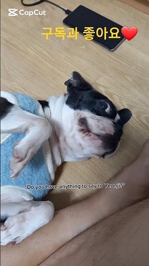 #강아지산책#댕댕이#ootd#힐링영상##dogshorts#dogvideo#cutedog#sleepydog#petshorts#viralshorts#강아지콘텐츠#狗狗#犬#かわいい犬