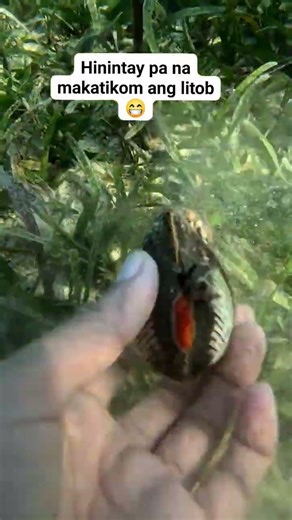 Catching litob clam shell