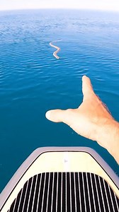 1.1M views · 8.3K reactions | sea snakes normally avoid humans but this time of year they become very active, sexually fustrated and potentially aggressive as they look for a mate | Brodiemoss | Facebook