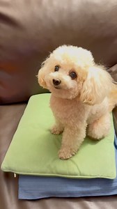 233K views · 552 reactions | Hola amigos queridos! Qué tal me veo, bañadito y peluqueado? . . . . . . . #dog #caniche #canichemicrotoy #instadog #sweetdog #lovepoodle #cocodemarechal #pet #cane #cāo #kutya #chien #ohmydogmag #poodlepic #petoftheday #poodlelove #poodle #ilovemydog #mydog #perrosdeigarg #poodleofficial #quieneslomaslindodelacasa #coquito | Coco de Marechal | Facebook