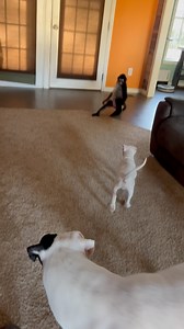 Feisty little fella 😂 | Keke Spidermonkey