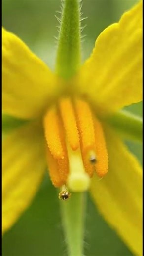 Tomato Flowers Up Close | Self-Pollination