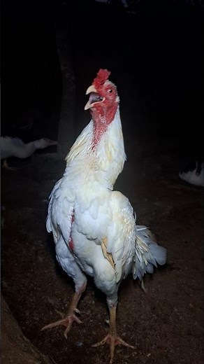 Adorable rooster loudly crowing sound #ayam #chicken #rooster
