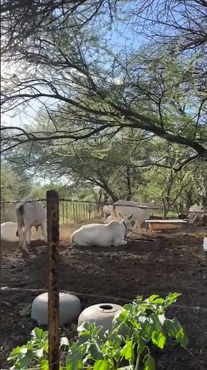 Brahman Cattle: The Ultimate Beef Breed?