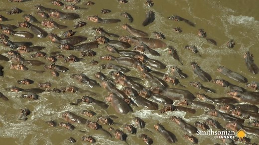 Hippos were once believed to be related to whales. They're both mammals, they both sleep underwater, and they both rise to breathe in their sleep, without waking. 🎥Aerial Africa | Smithsonian Channel