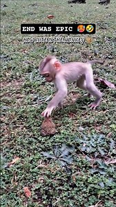Baby Monkey 🐒 Shocked By The Frog 🐸! Funny Moment #shorts #monkey #frog