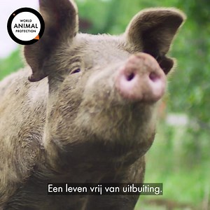 2.5M views · 308 reactions | Een leven vrij van uitbuiting. Dat is wat we willen voor alle dieren. Samen met onze supporters en donateurs beschermen we dieren wereldwijd. Help je mee? bit.ly/3ty42nf | World Animal Protection Nederland | Facebook