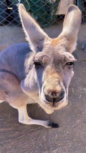 Are Kangaroos Good Pets? The Truth Revealed