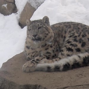 Yawn, stretch & yawn again. A cat nap might be in order. | Milwaukee County Zoo