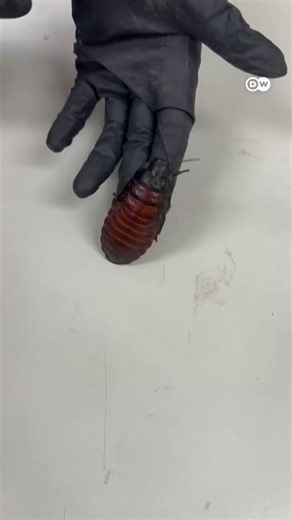 Australia seizes 100,000 exotic cockroaches