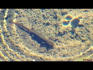 La Mare du Triton - Mountain wildlife - FAUNE de MONTAGNE - Clip Tv Izard Esprit des Pyrénées