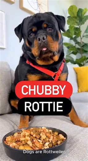 2.8K views · 129 reactions | From chubby to champion!  Watch this Rottweiler work hard, slim down, and glow up. Healthier, happier, stronger every day! #ChubbyRottweiler #RottieWorkout #RottweilerTransformation #FatToFitDog #RottieExercise #HealthyRottie #DogFitnessJourney #RottweilerGlowUp #FitDogLife #RottieMotivation #PetWeightLoss #DogHealth | Dogs are Rottweiler | Facebook