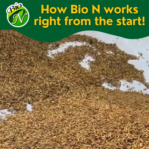 2.1K views · 42 reactions | Watch as our farmers prepare Bio N fertilizer and mixes it with rice seeds — the first step toward stronger seedlings and healthier crops!  With Bio N, you’re not just coating your seeds — you’re giving them a boost of beneficial microbes that promote better root growth and nutrient absorption. #AgriSpecialist #BioN #Fertilizer | Bio N Fertilizer | Facebook