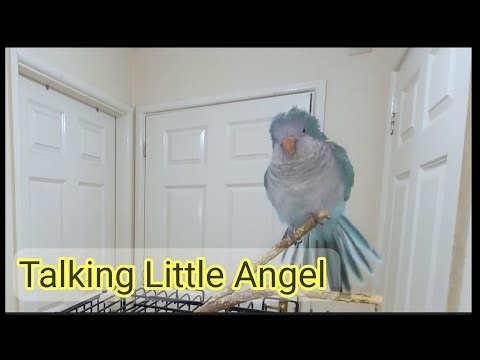 Quaker Parrot Talking | Monk Parakeet talking in English | Parrot Speaking 🦜