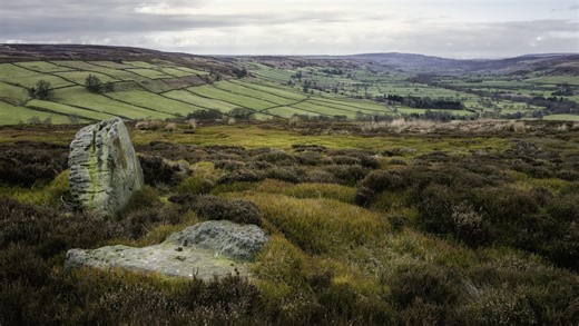 Researchers thrilled as rare creatures return to habitat for first time since 1840s: 'Incredibly grateful'